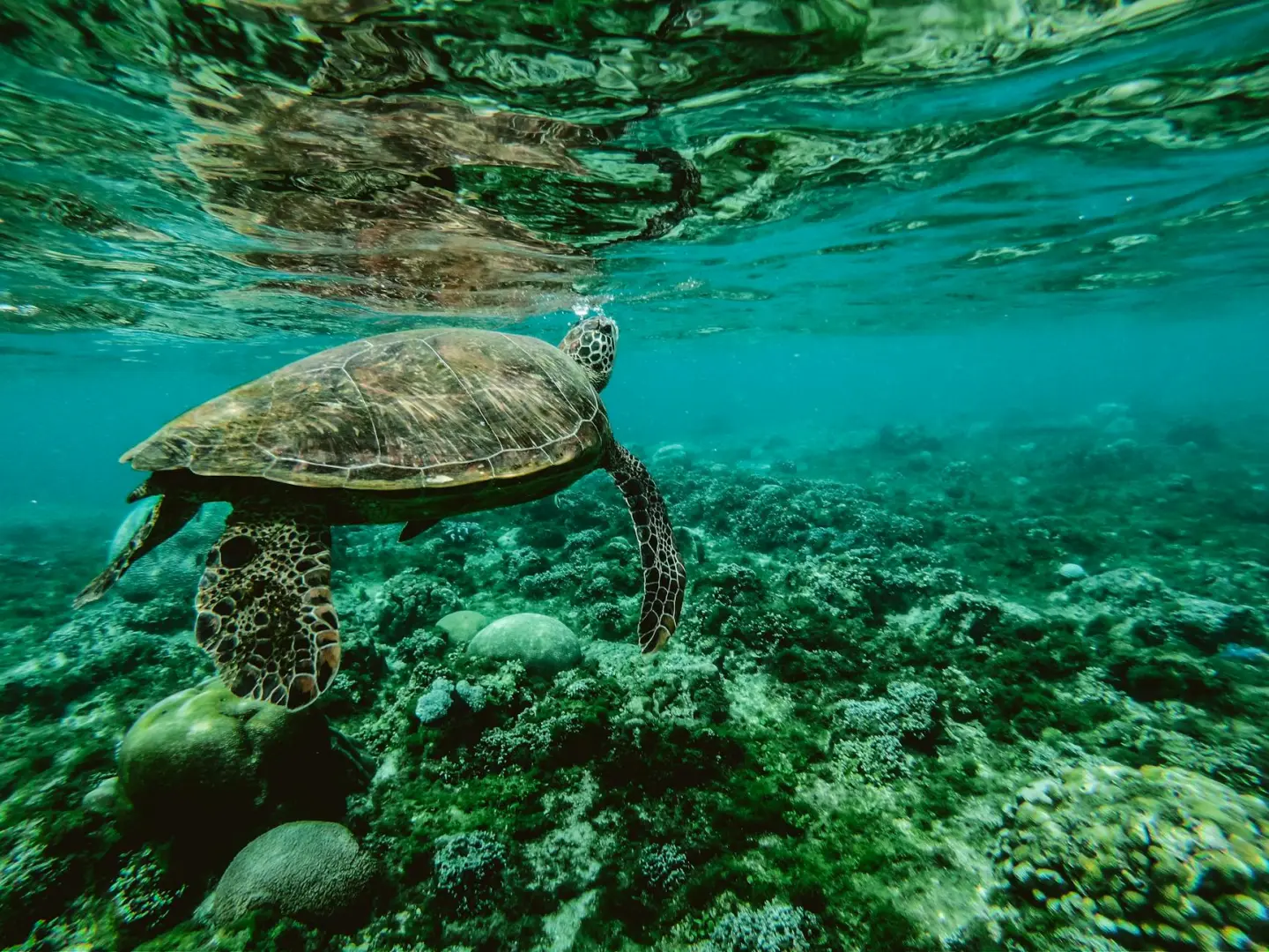 The 5 Best of Oahu’s North Shore