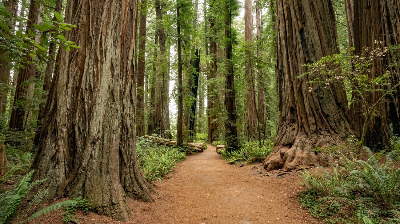 Redwoods National Park: 5 Unforgettable Experiences To Do